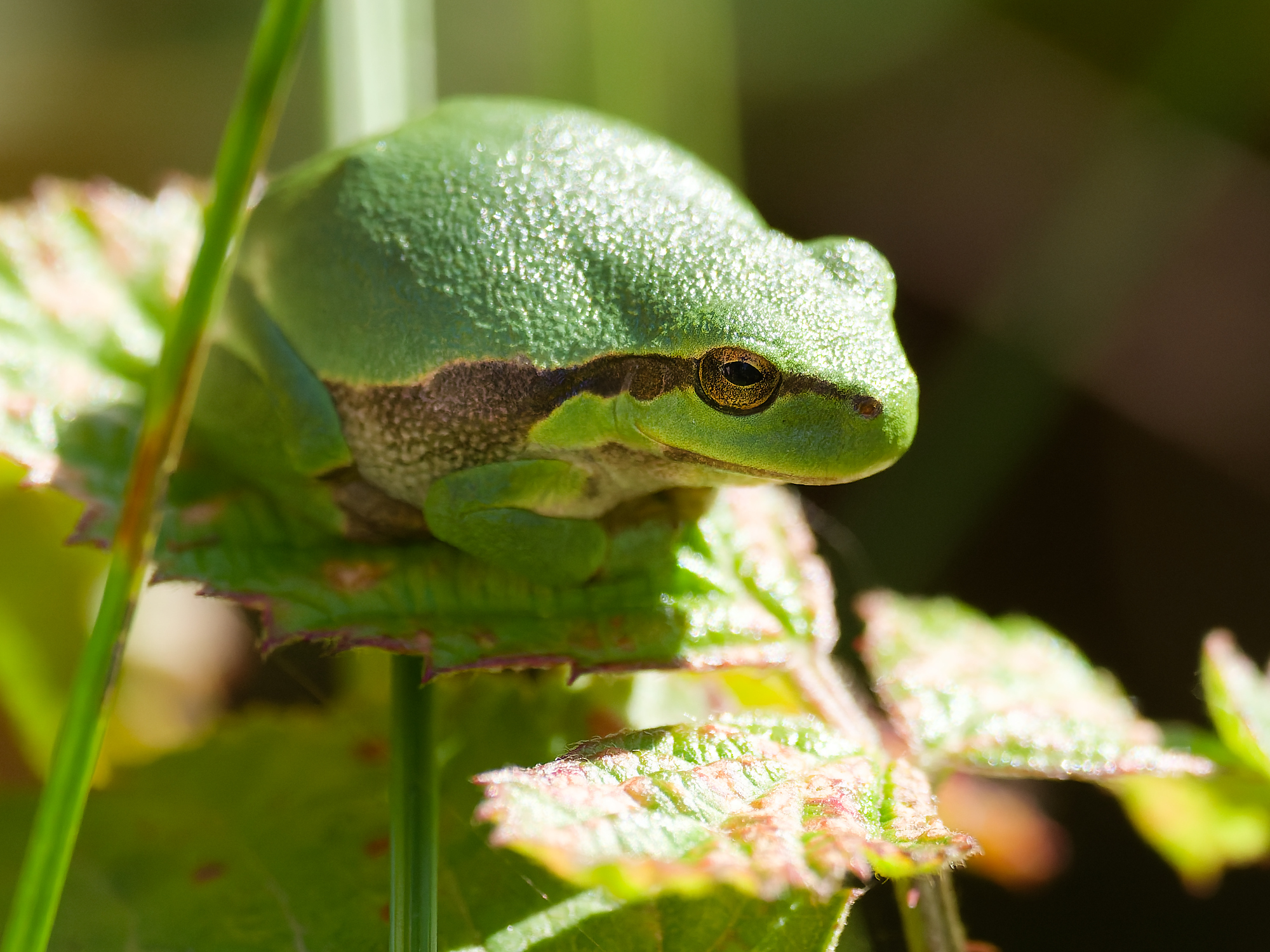 Hyla&nbsp;arborea / Common&nbsp;tree&nbsp;frog / Boomkikker